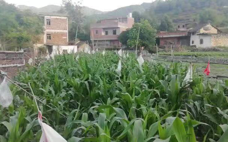 福寿康钾米