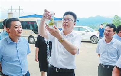 区委书记滕宏伟率队深入蕊心茶厂调研