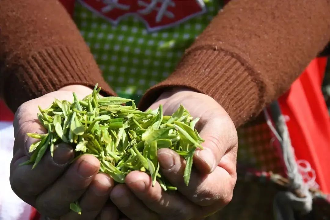蕊心茶业：喝浓茶对身体的影响