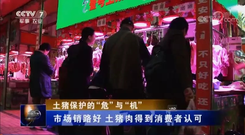 请珍惜你吃的每一口土猪肉！央视聚焦土猪保护的「危」与「机」