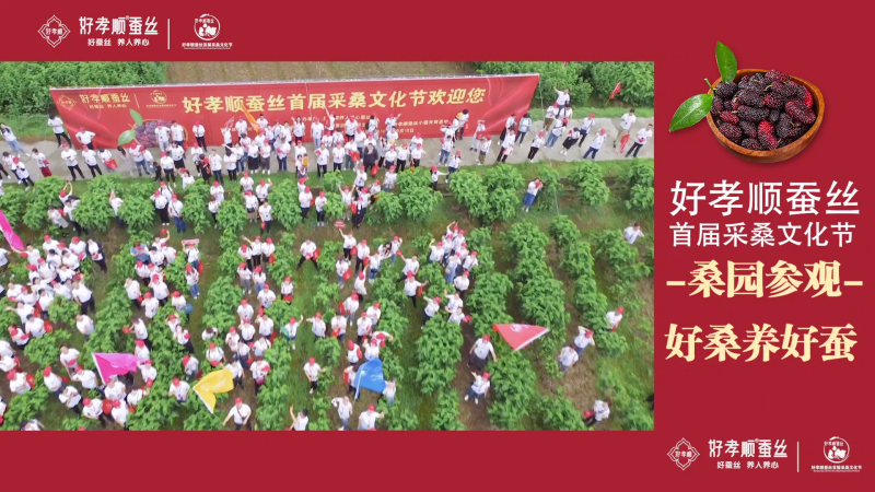 好孝顺蚕丝采桑文化节-桑园参观