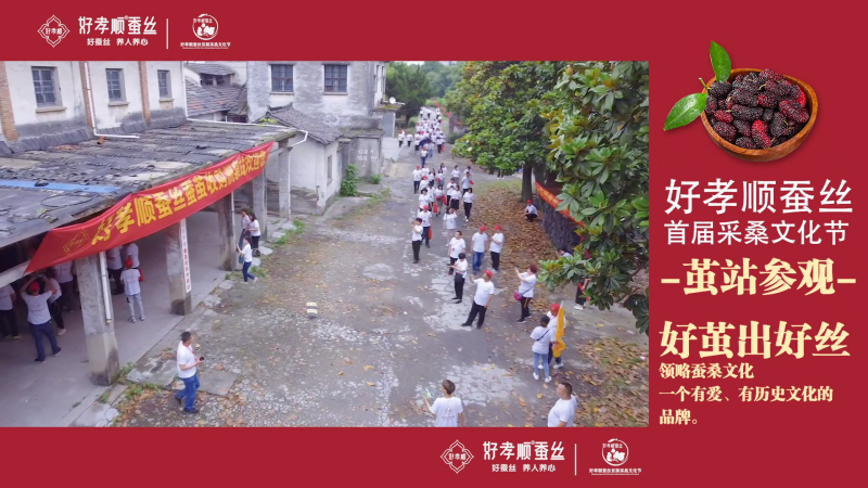 好孝顺蚕丝采桑文化节-茧站参观