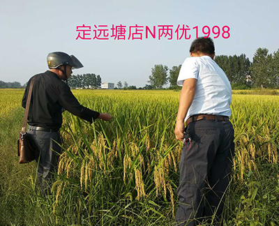  稻作故乡新品迭出 常规水稻育种的宁波路径