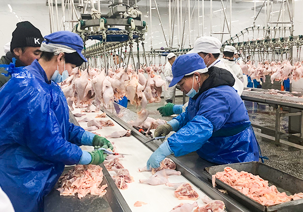 肉雞的安全飼養(yǎng)之--溫差篇