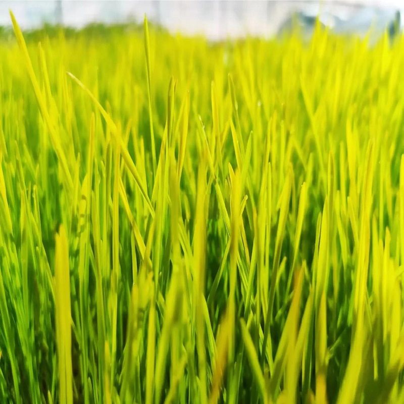 有机小麦苗汁粉/粉