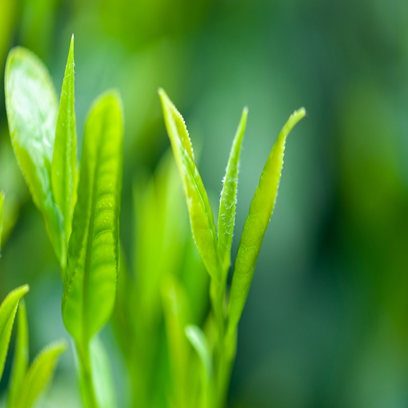 绿茶提取物
