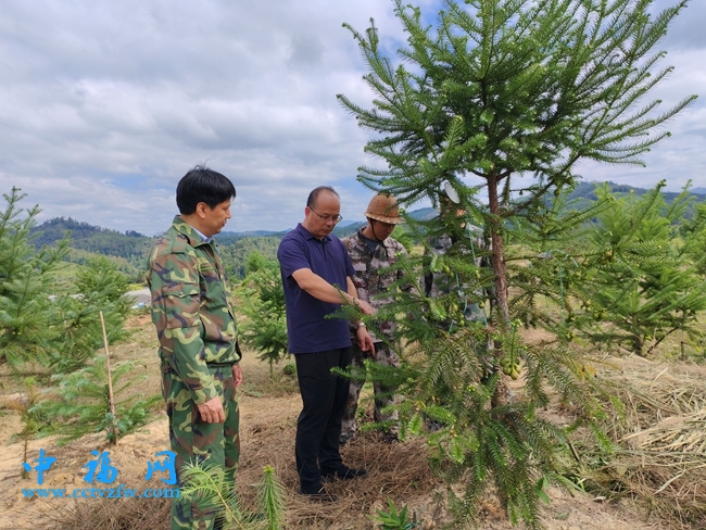 福建省林科院博士郑仁华指导采种