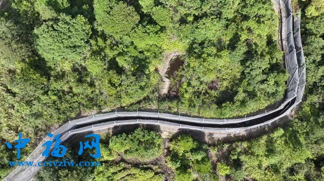 梅花山华南虎繁育野化训练基地