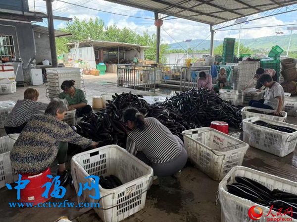 工作人员正在分拣蔬菜。人民网记者 杜燕飞摄