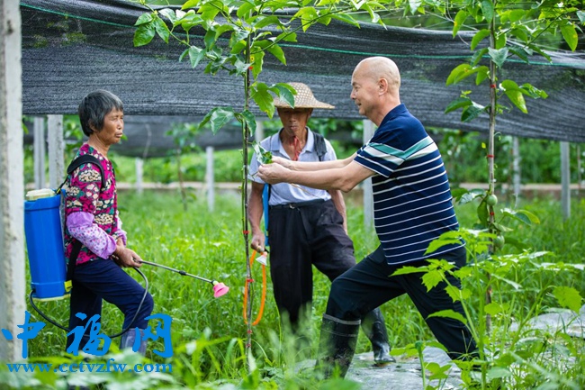 百家姓联合社党总支书记刘星光在黄金果种植示范基地传授病虫害防治技术。百家姓联合社供图