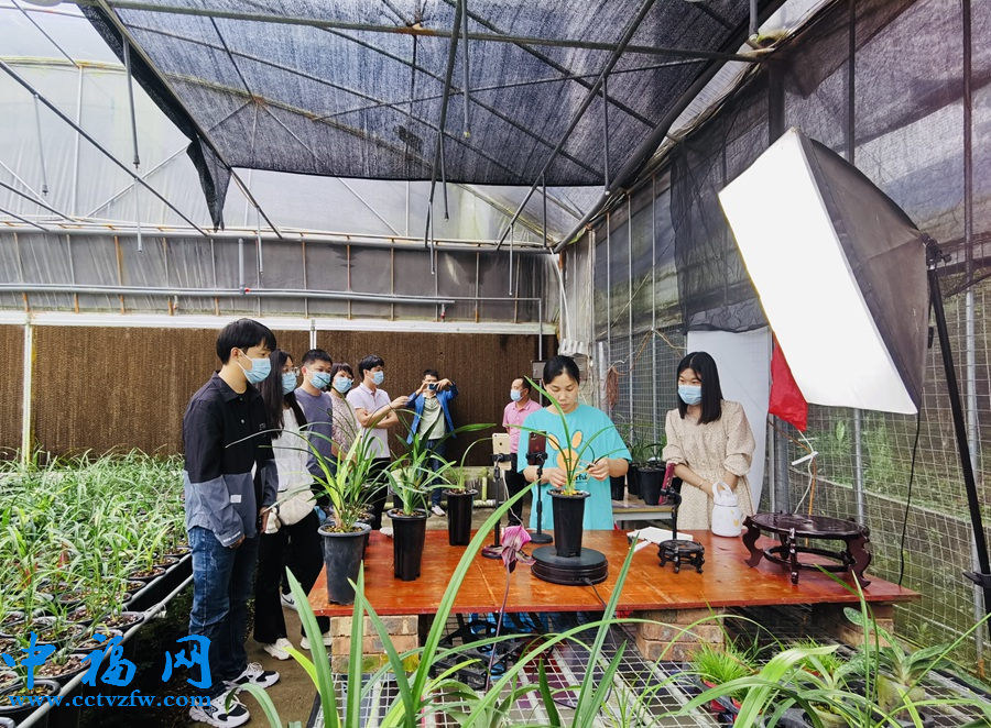 在南靖县丰田镇东方村一处兰花基地，兰花直播吸引不少人前来观摩。丰田镇政府供图