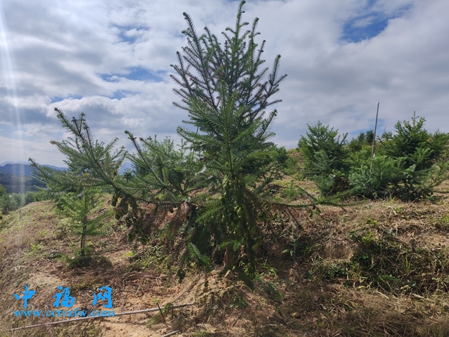 福建省沙县官庄国有林场：四十载育“杉”路  四代良种结硕果