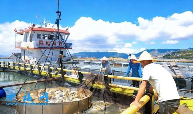 飞“黄”腾达、吉庆有“鱼”！连江深水养殖100万尾大黄鱼丰收上市