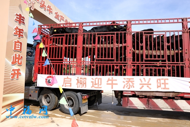 首批肉牛“入住”诏安县南方肉牛育肥场一期项目