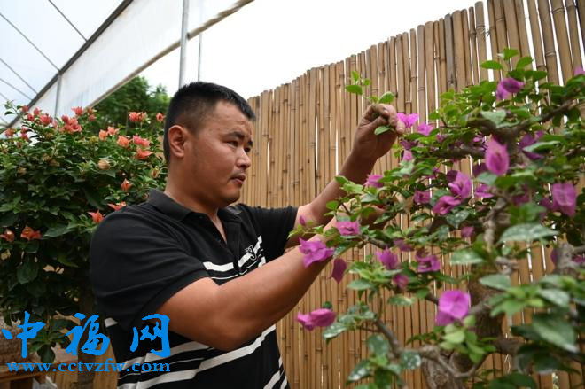 花农在修建三角梅。郑文典摄