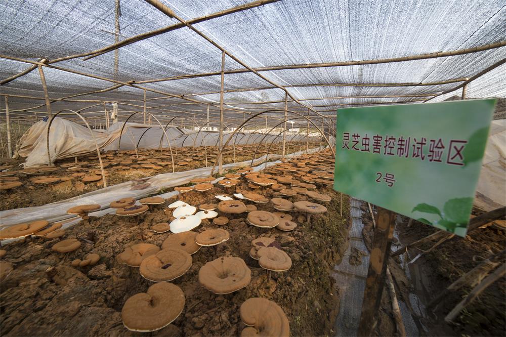 种植基地