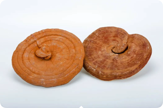 灵芝与孢子粉：别混淆这对“黄金搭档”