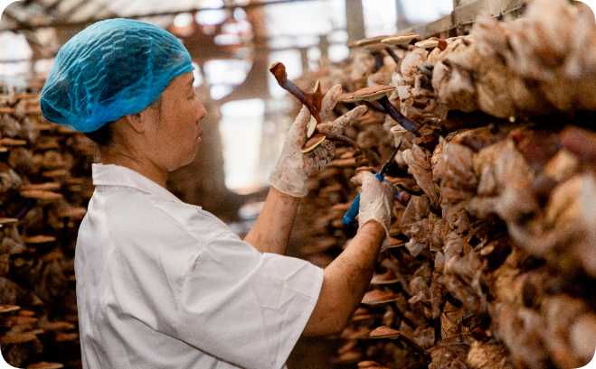 金寨乔康立体灵芝采收正当时