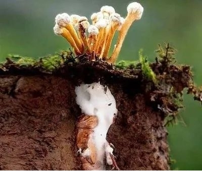 西山药库里的宝贝-续1-食药用菌篇3-蝉花