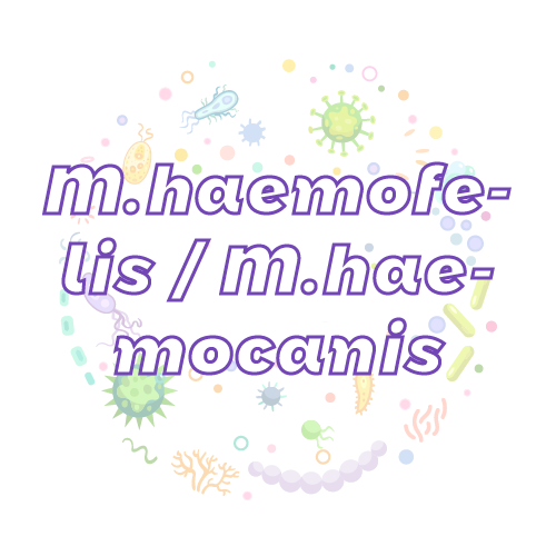 抗性基因 支原体属血型和血型（M.haemofelis / M.haemocanis）qPCR检测试剂盒