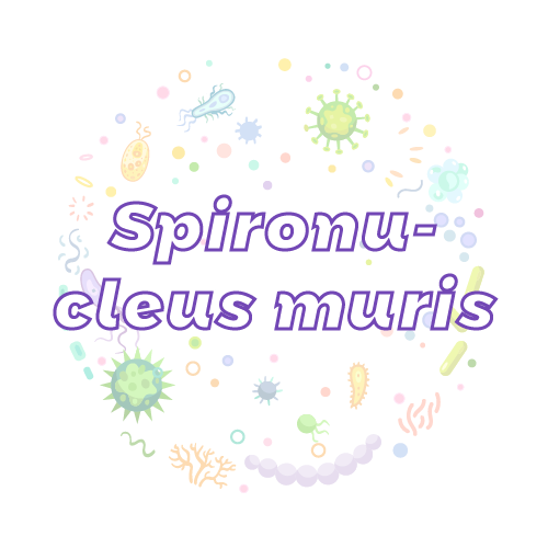 抗性基因 鼠核螺（Spironucleus muris）qPCR检测试剂盒