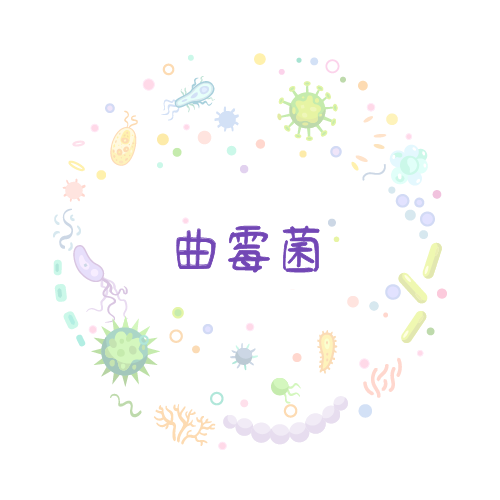 抗性基因 曲霉菌qPCR检测试剂盒