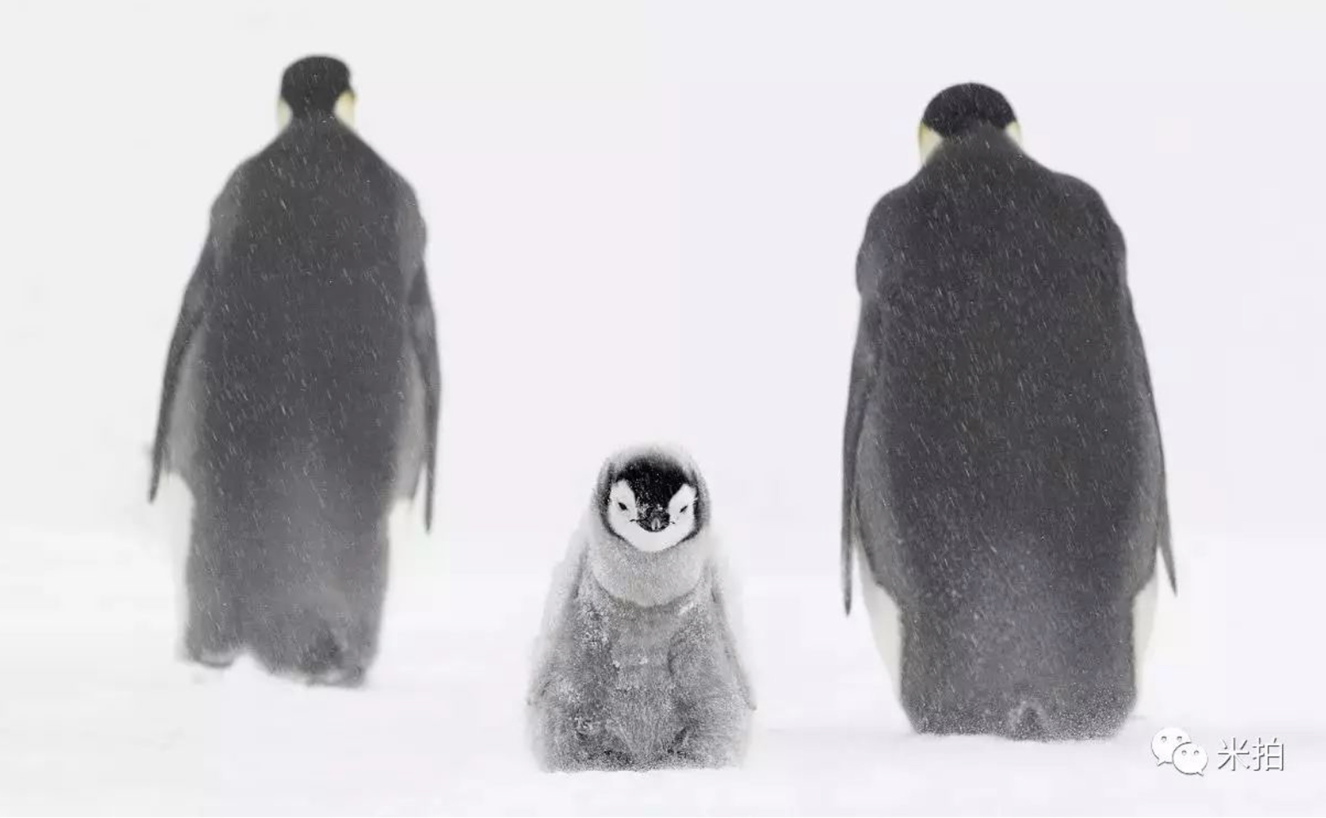 瑞景冰雪——冰雪公益活動(dòng)邀請(qǐng)您的加入.........