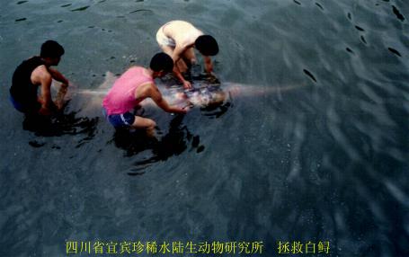白鲟