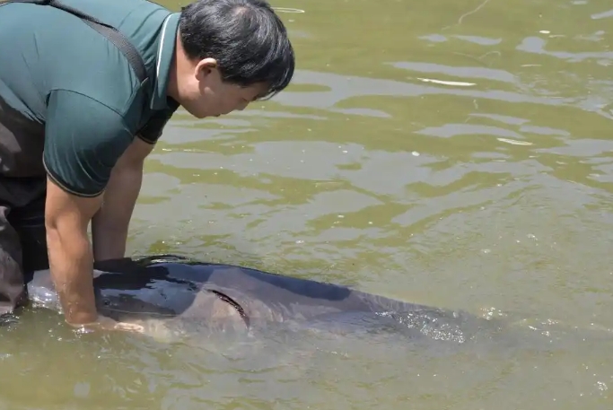 人的守护，鱼的回归