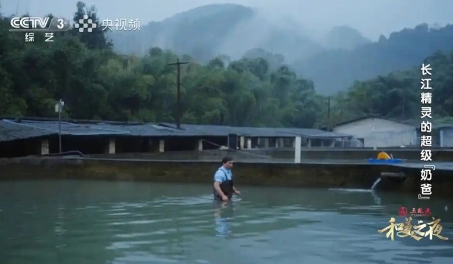 又又又出圈了！长江精灵与超级“奶爸”再度引关注