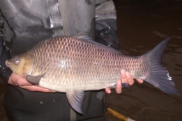 长江珍稀特有鱼类增殖放流