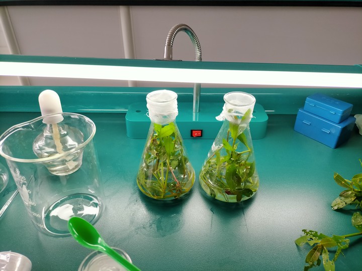 白天的实验设备