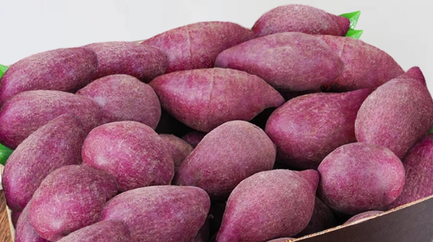 紫薯新鲜地瓜紫心蜜薯种薯现挖沙地板栗番薯山芋农家自种蔬菜