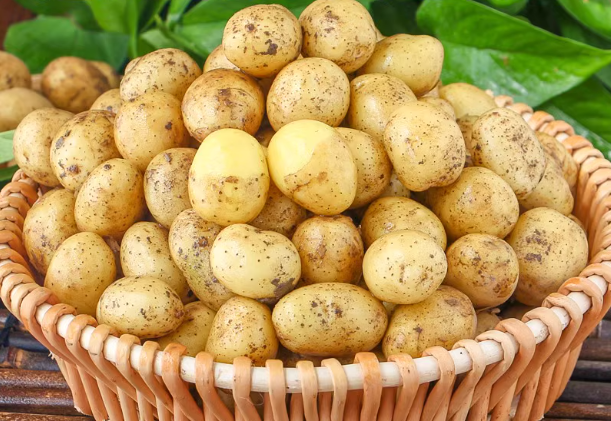 黄心土豆10斤当季蔬菜整箱迷你马铃薯洋芋