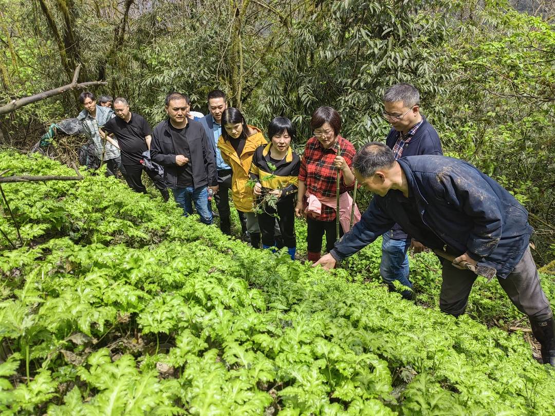 深入调研雅连产业 积极谋划乡村振兴