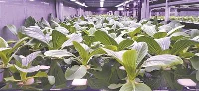 室内人工光植物工厂
