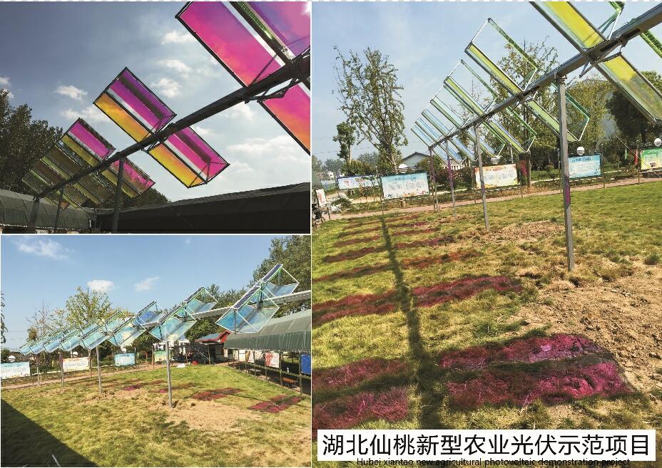 湖北省仙桃战友巨田公司光伏农业示范项目