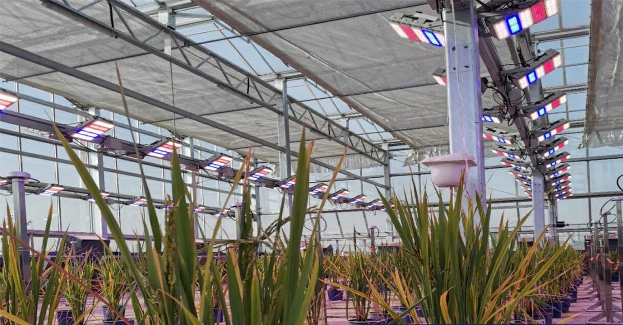 中科院神农设施预研项目—智能温室