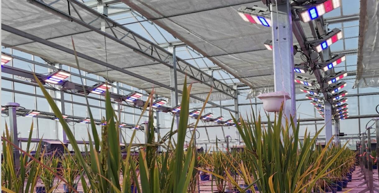 武汉神龙设施预研项目