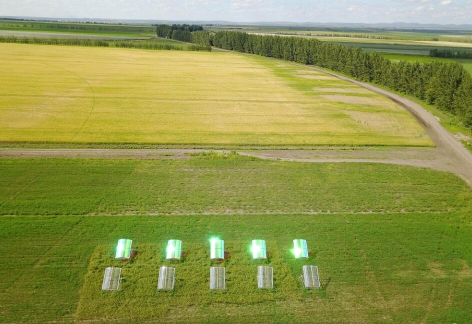 中国科学院植物研究所呼伦贝尔草原牧草光合调控示范项目