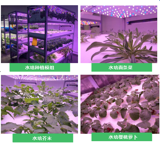 阳光补光型人工气候室