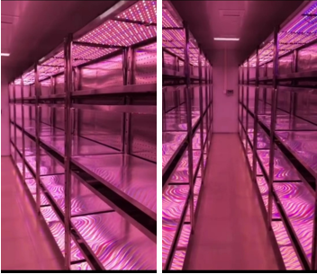 高照度型人工气候室