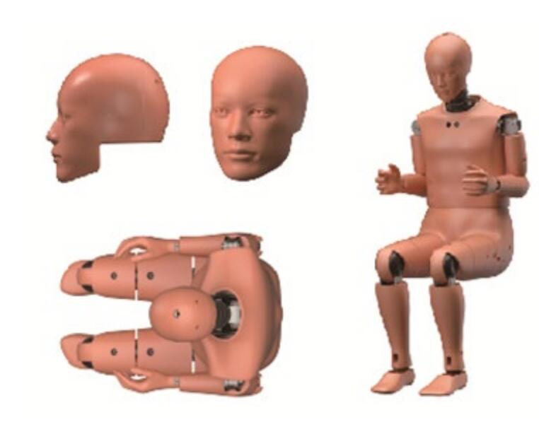 中国体征 测试假人 (： 型号：CNHIII50%)