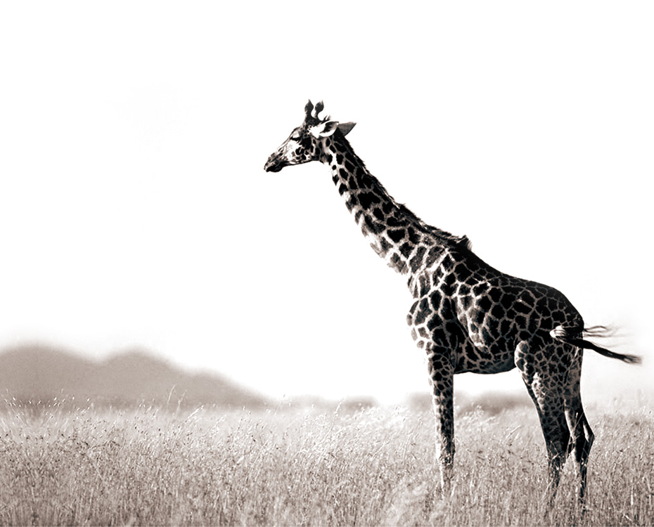 路易波士茶叶与茶饮料品牌标志logo设计|长颈鹿|杭州包装设计有限公司|进口茶叶包装|出口茶叶包装设计