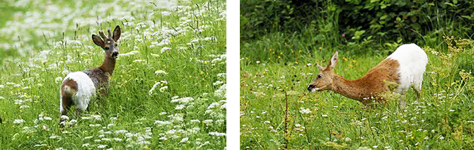 谷味天|谷味天农场野狍子|有机|生态|休闲|循环|全系列有机农品品牌设计|包装设计|杭州包装设计|圣海包装设计