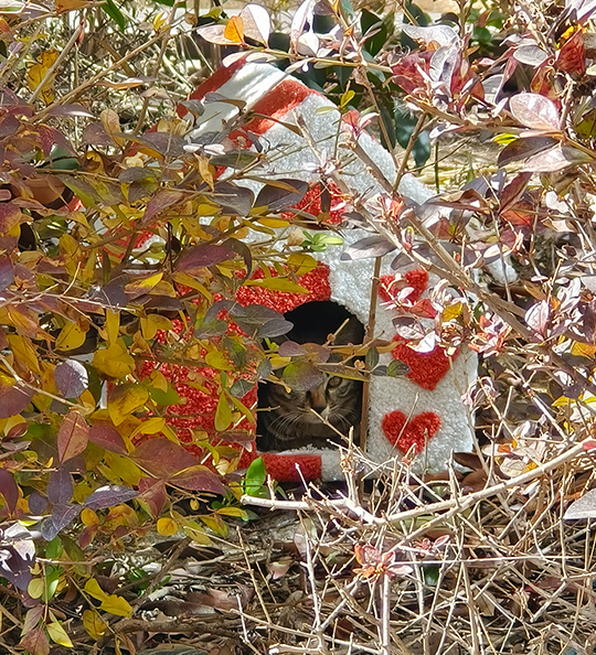 M.Y.Cat