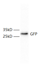Anti-GFP Tag