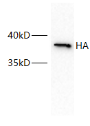 Anti-HA Tag