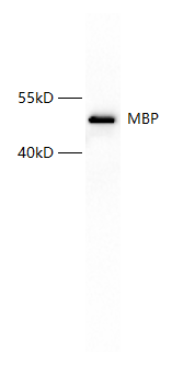 Anti-MBP