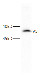 Anti-v5 Tag